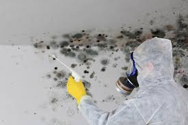 Why You Should Choose Our Mold Remediation Services in Brookville, PA